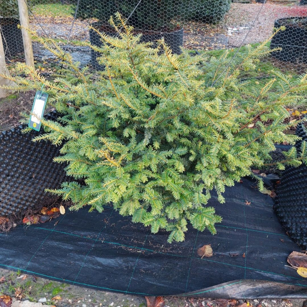 Taxus baccata 'Summergold'