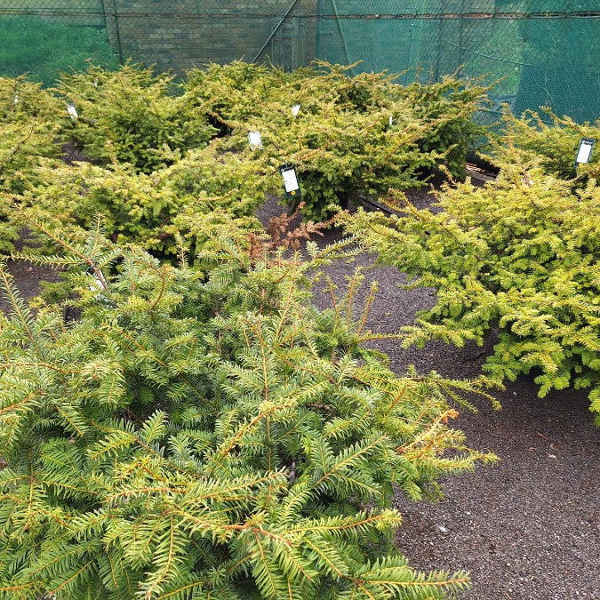 Taxus baccata 'Summergold'