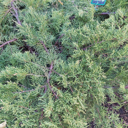 Juniperus x pfitzeriana 'Wilhelm Pfitzer'