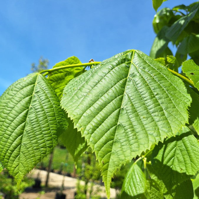 Tilia americana 'Nova'