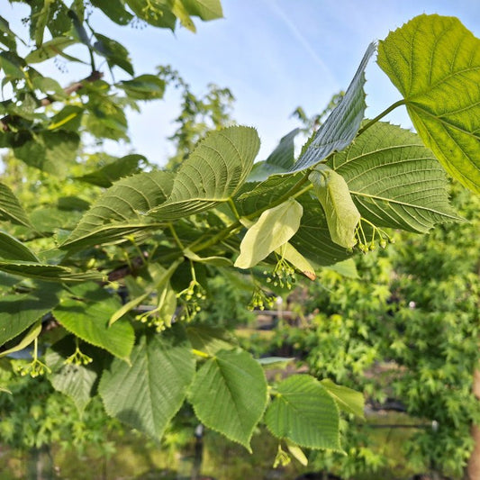 Tilia americana 'Nova'