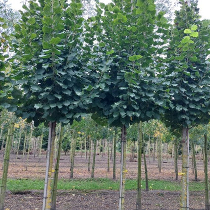 Tilia platyphyllos 'Zelzate'