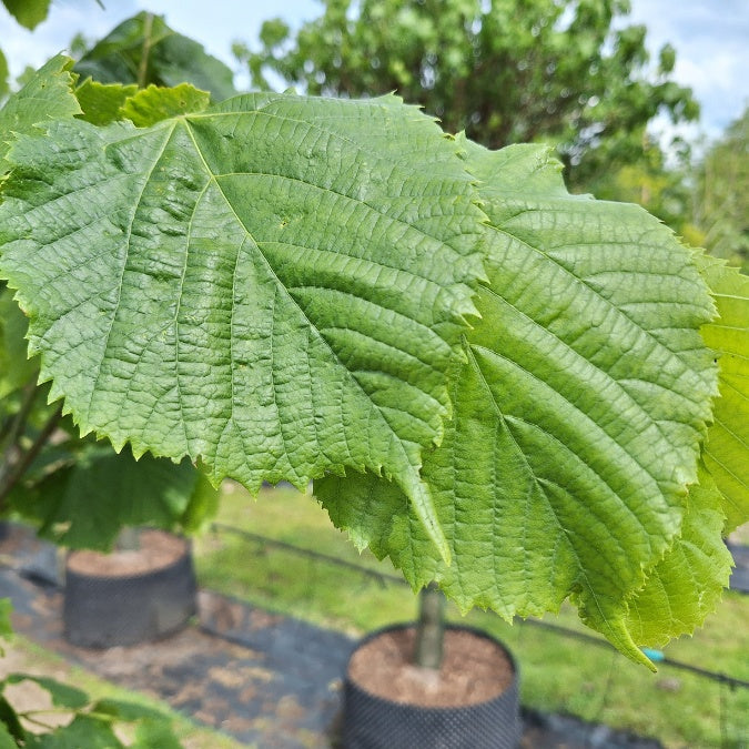 Tilia platyphyllos 'Zelzate'