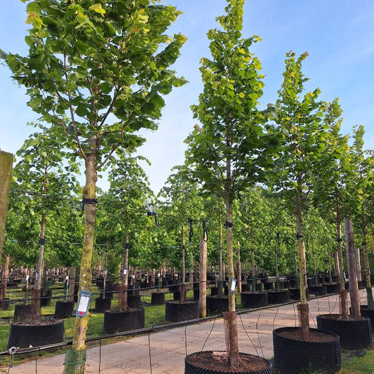 Tilia platyphyllos 'Zelzate'