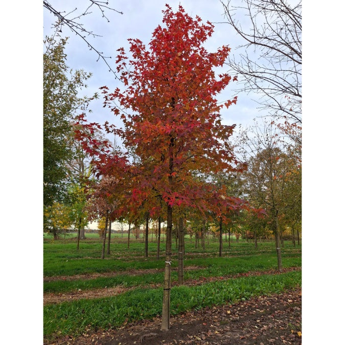 Liquidambar formosana 'Ellen'