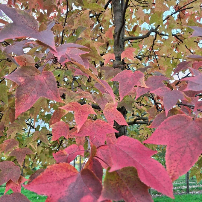 Liquidambar formosana 'Ellen'