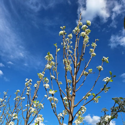 Pyrus calleryana 'Redspire'