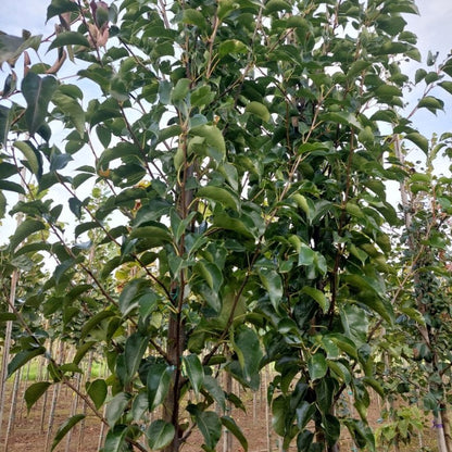 Pyrus calleryana 'Redspire'