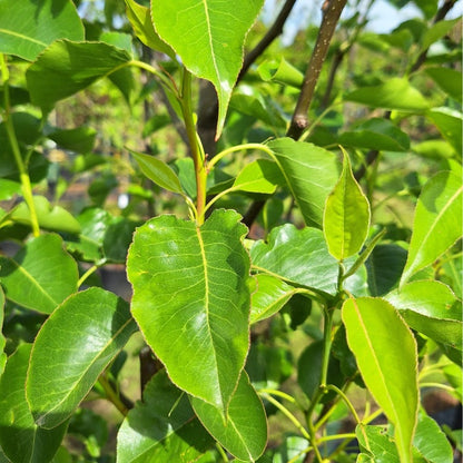 Pyrus calleryana 'Redspire'