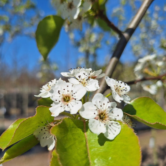 Pyrus calleryana 'Redspire'