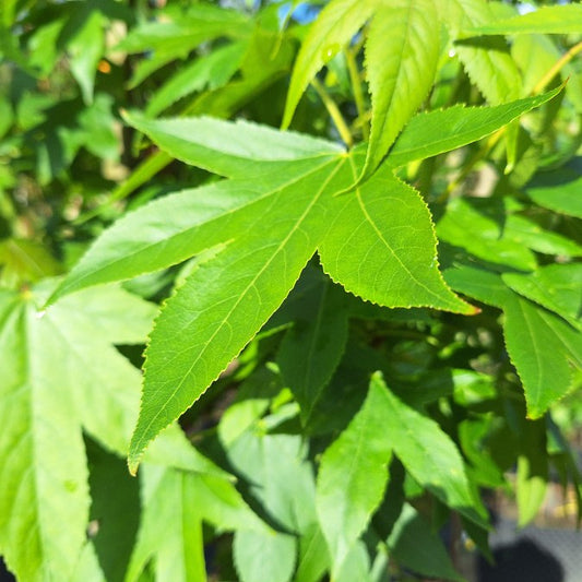 Liquidambar styraciflua 'Simone'