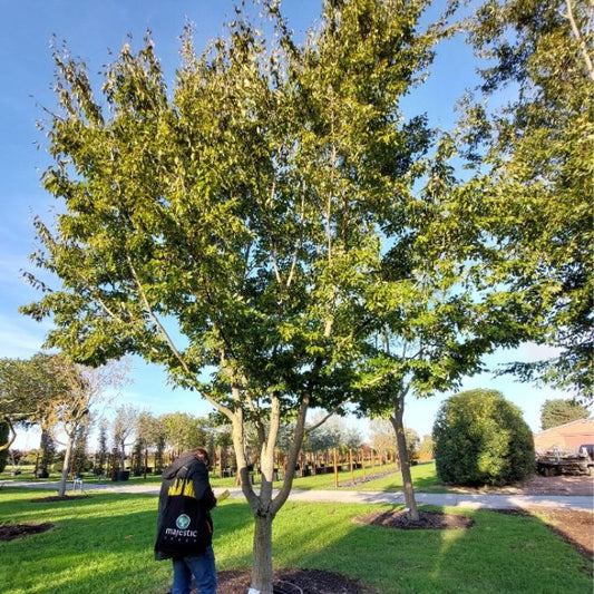 Carpinus turczaninowii