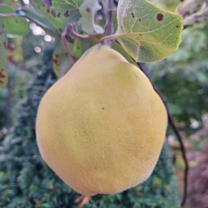 Cydonia oblonga 'Bereczki Birnenquitte'