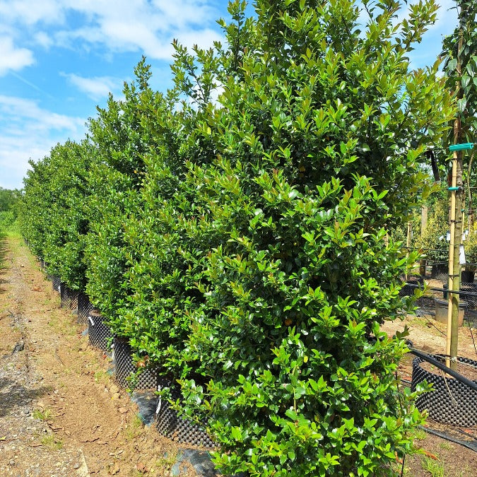 Ilex x meserveae 'Blue Maid' (Hedging) – Majestic Trees