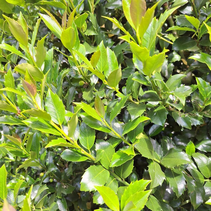 Ilex x meserveae 'Blue Maid' (Hedging)