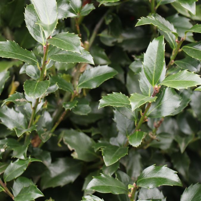 Ilex x meserveae 'Blue Maid' (Hedging) – Majestic Trees