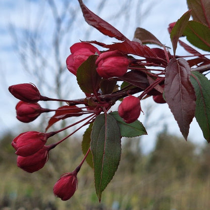 Malus 'Paul Hauber'