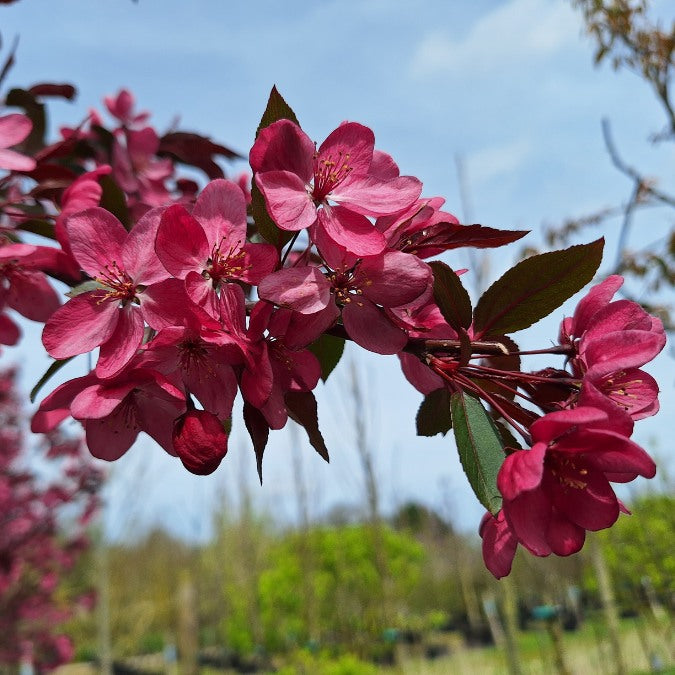 Malus 'Paul Hauber'