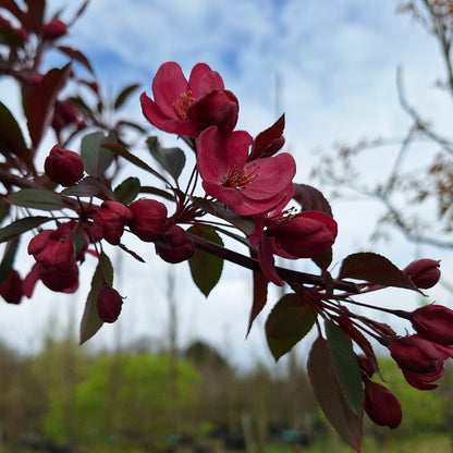 Malus 'Paul Hauber'