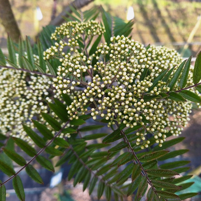 Sorbus scalaris