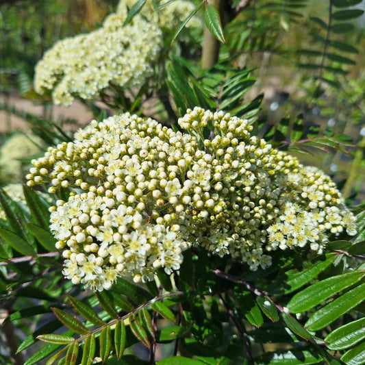 Sorbus scalaris