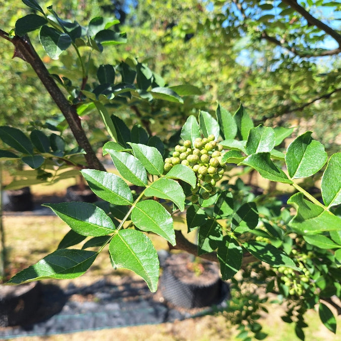 Zanthoxylum simulans – Majestic Trees