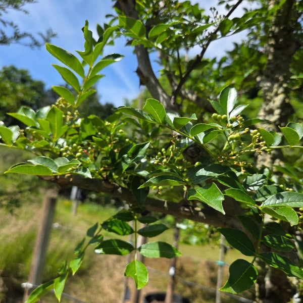 Zanthoxylum simulans