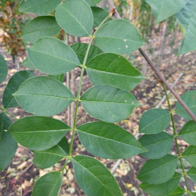 Zanthoxylum simulans – Majestic Trees