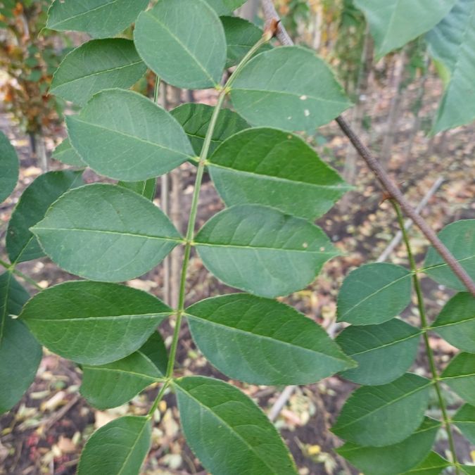 Zanthoxylum simulans