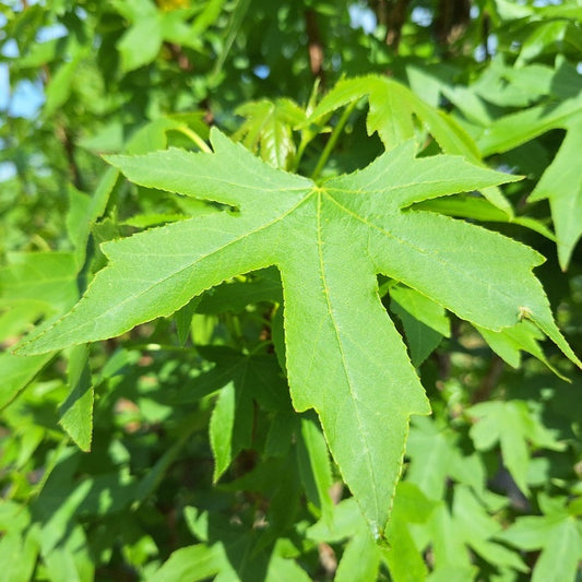 Liquidambar styr. 'Kuijk Garden Select'