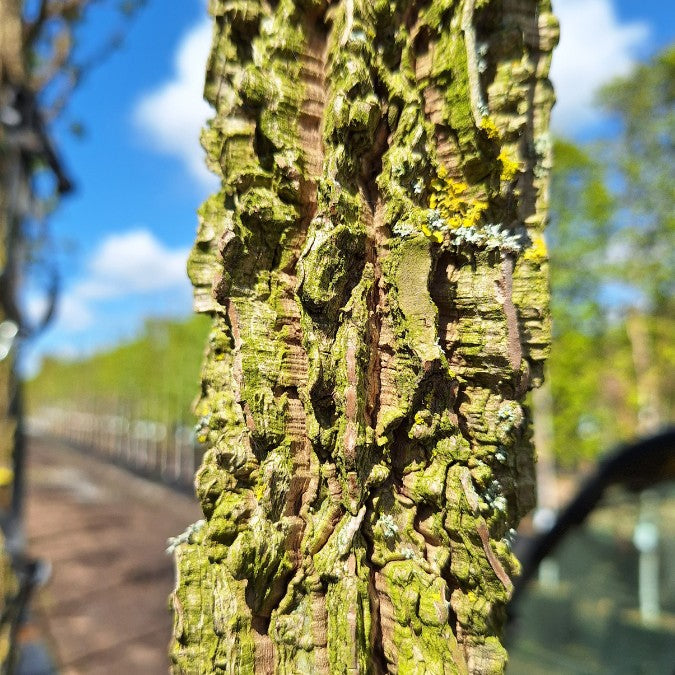 Liquidambar styr. 'Kuijk Garden Select'