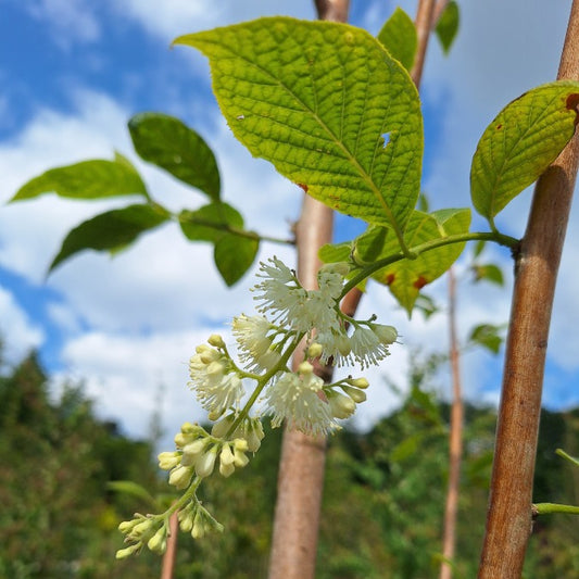 Pterostyrax hispidia