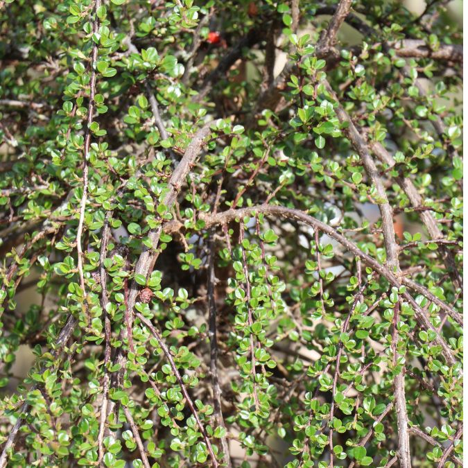 Cotoneaster apiculatus 'Blackburn'