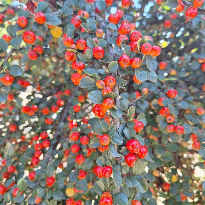 Cotoneaster apiculatus 'Blackburn'