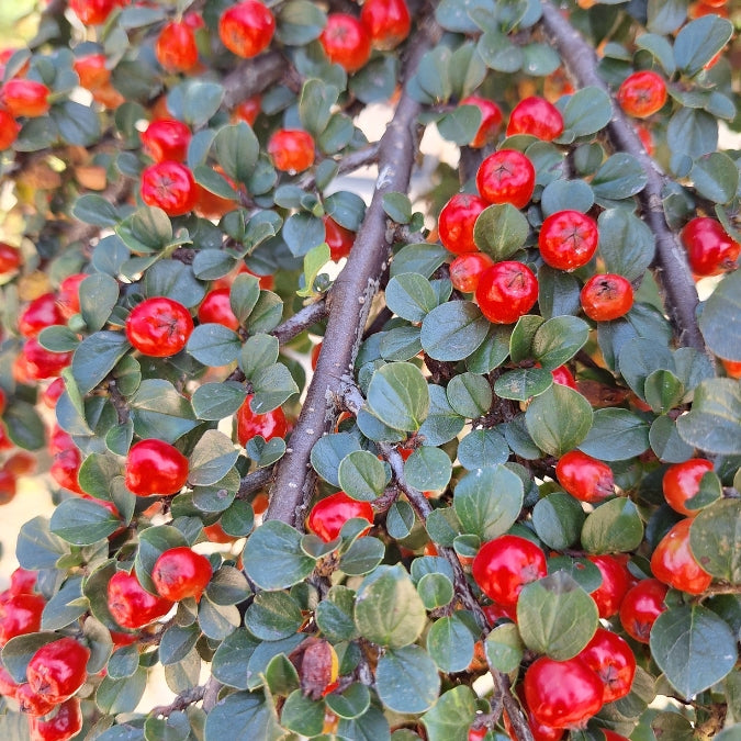 Cotoneaster apiculatus 'Blackburn'