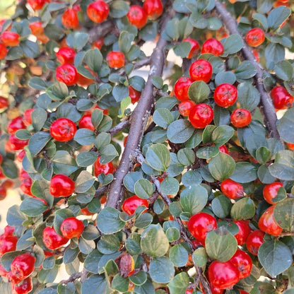 Cotoneaster apiculatus 'Blackburn'