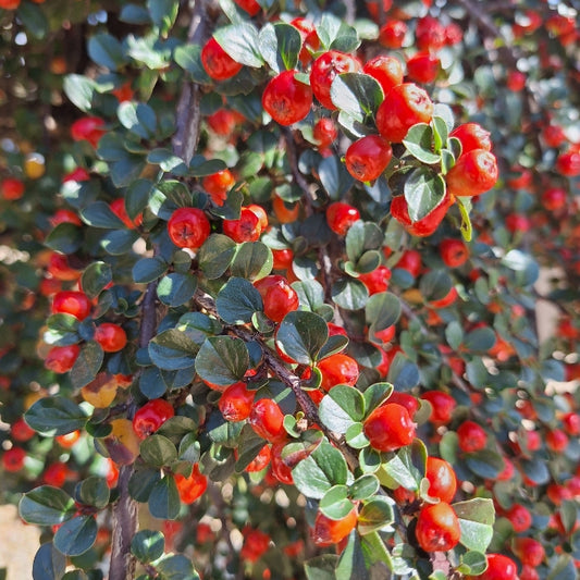 Cotoneaster apiculatus 'Blackburn'