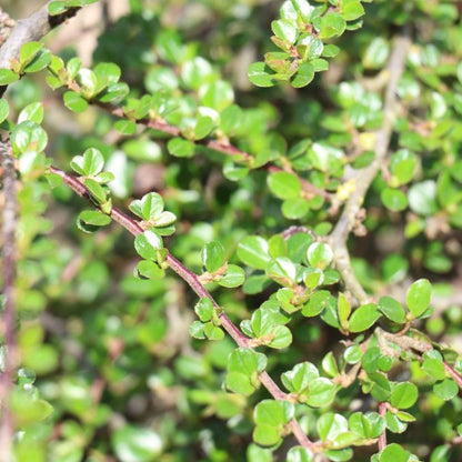 Cotoneaster apiculatus 'Blackburn'