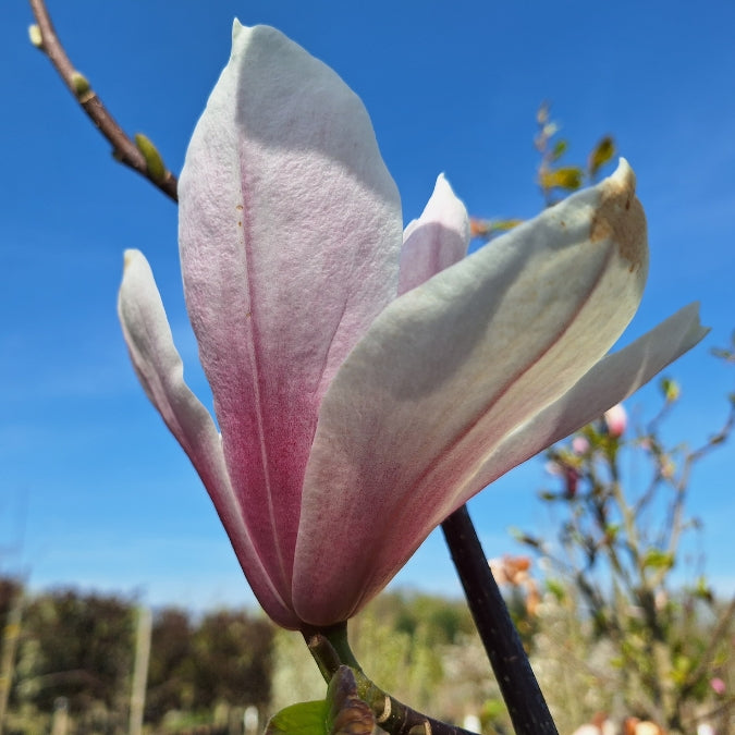 Magnolia 'Big Dude'