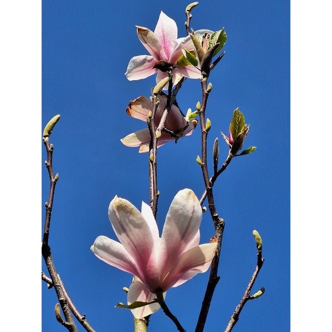 Magnolia 'Big Dude'