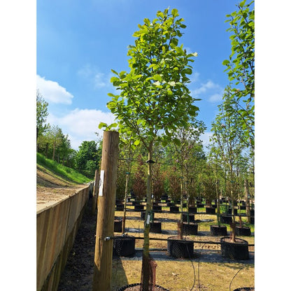 Magnolia 'Big Dude'