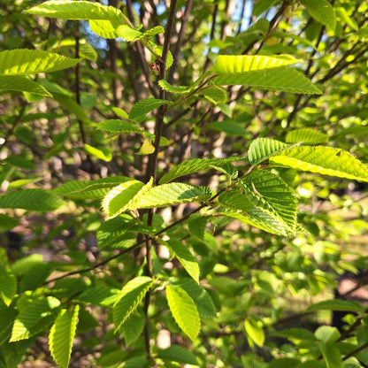 Carpinus betulus 'Orange Retz'