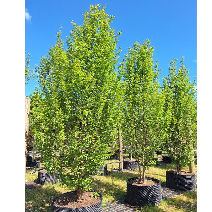 Carpinus betulus 'Orange Retz'