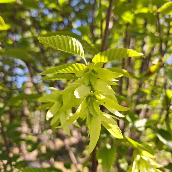 Carpinus betulus 'Orange Retz'