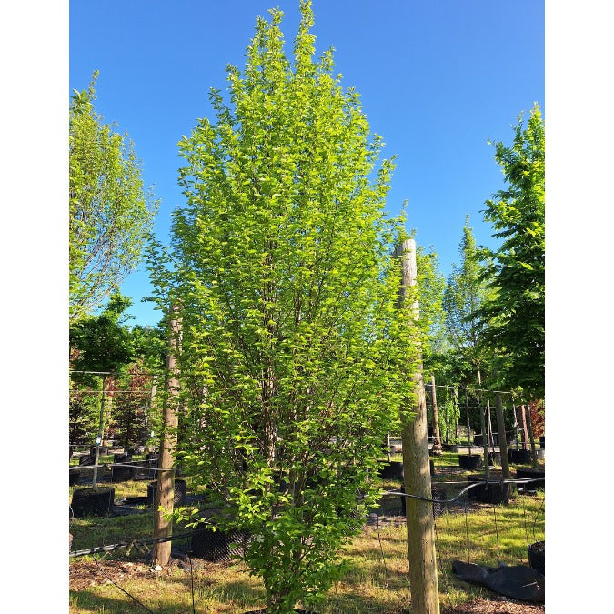 Carpinus betulus 'Orange Retz'