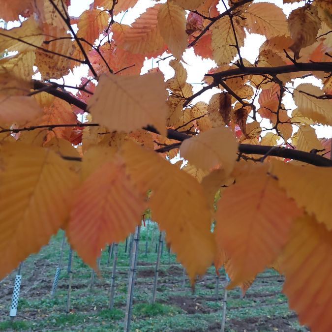 Carpinus betulus 'Rockhampton Red' – Majestic Trees