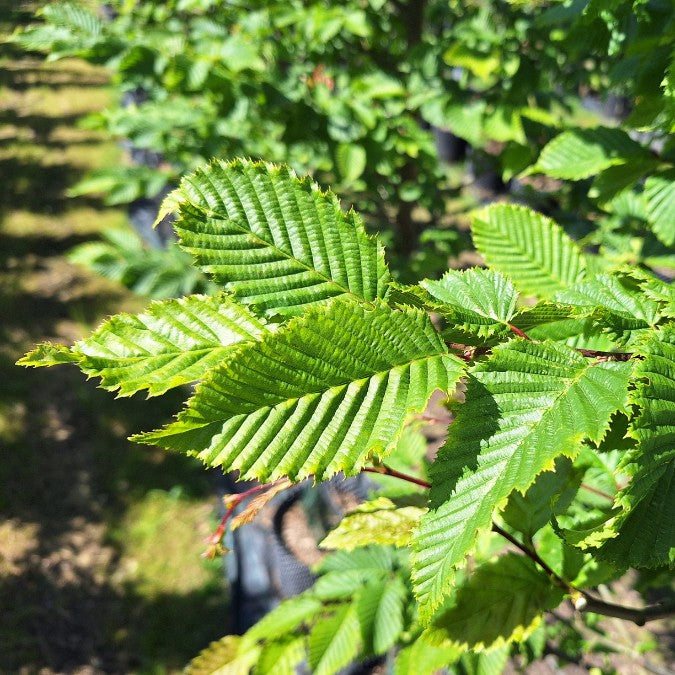 Carpinus betulus 'Rockhampton Red' – Majestic Trees