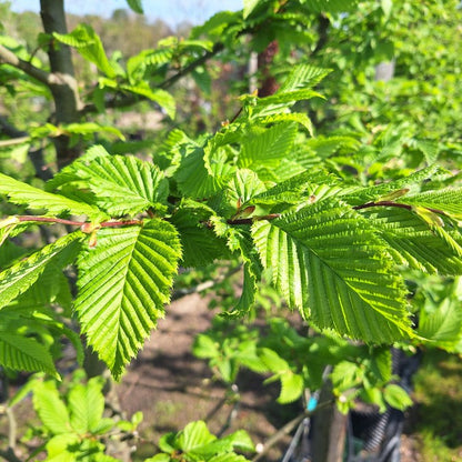 Carpinus betulus 'Rockhampton Red'