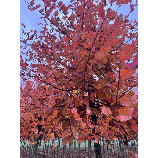 Carpinus betulus 'Rockhampton Red'