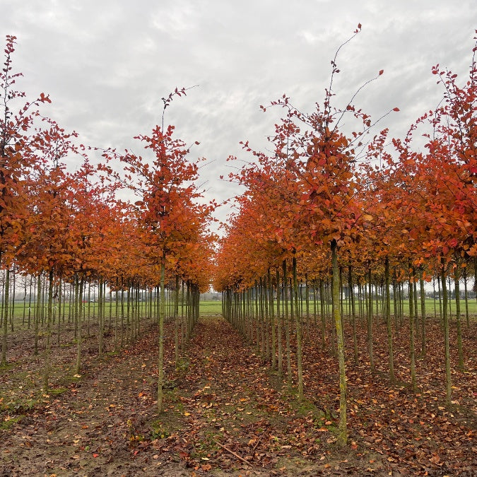 Carpinus betulus 'Rockhampton Red'